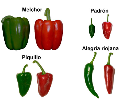 Imagen de pimientos Melchor, Piquillo, Padron y Alegria Riojana