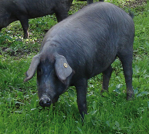 Imagen cerdo en campo verde