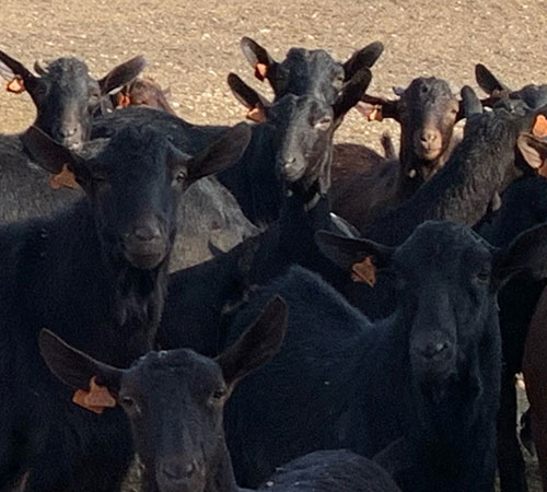 Imagen de cabras