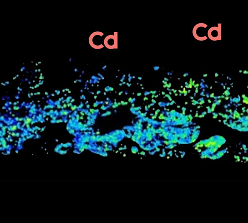 Cadmio al microscopio