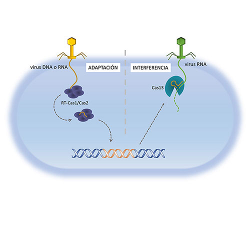 Esquema Adaptación-Interferencia de las transcriptasas