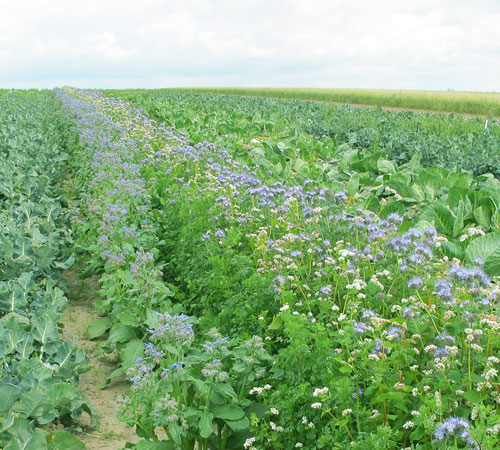 Imagen de campo verde con hortalizas y flores color violeta