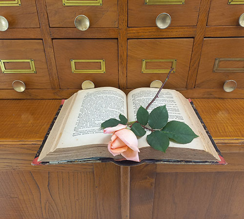 Libro abierto con una rosa de color rosa encima