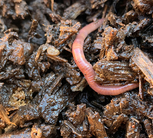 Fondo de compost con una lombriz de color rosado encima
