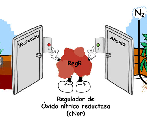 Molecula RegR con brazos y piernas ante dos puertas: izquierda, Microoxia y derecha Anoxia.