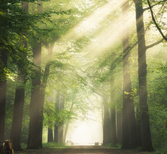 Imagen de arboles en tonos verdes con luz deslumbrante de fondo