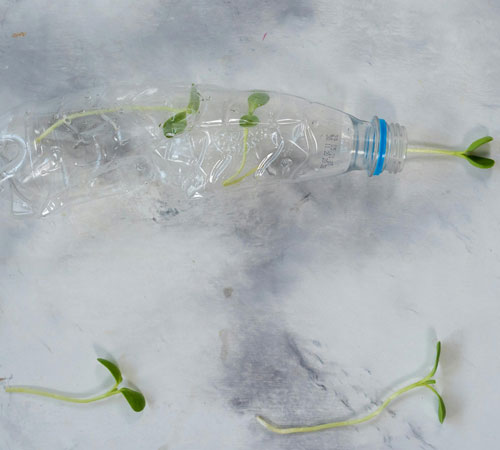 Planta dentro de una botella de plastico