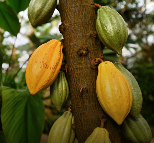 Imagen de planta de cacao con frutos en color amarillo y verde