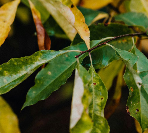 Imagen de hojas de color verde y amarillo