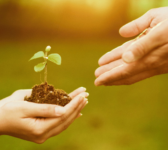 Dos manos juntas sosteniendo tierra con un brote verde y otras dos manos juntas enfrentadas tratando de juntarse
