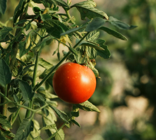 Imagen de tomate rojo en su mata (verde)