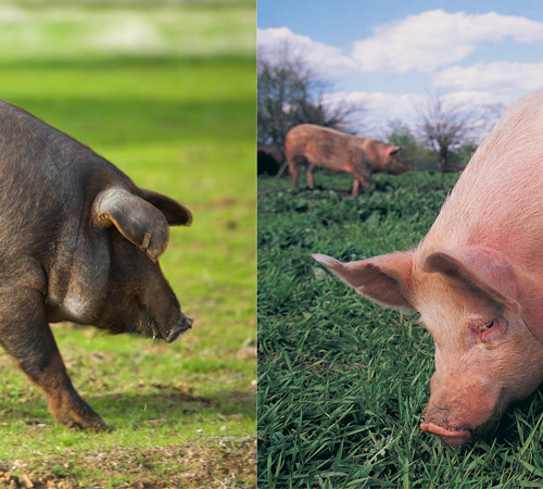 En la izquierda parte delantera (con la cabeza) de cerdo ibérico, color negro, y a la derecha parte delantera (con la cabeza) de cerdo landrace, color rosado