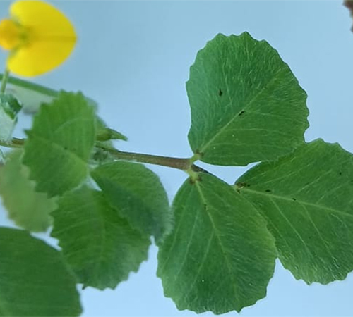 Tallo en horizontal con hojas verdes, sobre fondo azul y con una flor amarilla en la parte izquierda