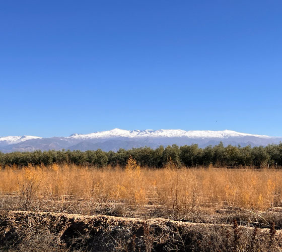 Imagen dividida en 4 capas: abajo plantas color marrón, después árboles verdes, sobre ellos sierra nevada blanca y por encima de todo el cielo azul