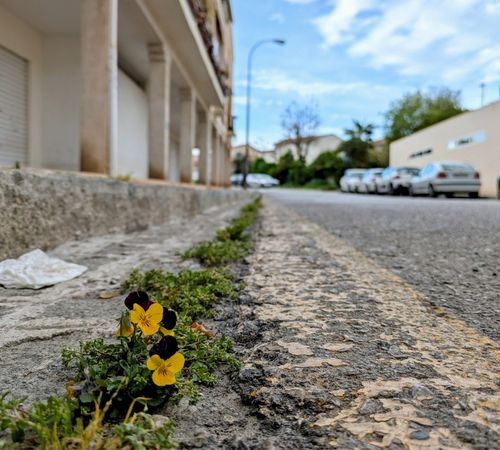 Hilera de plantas saliendo del asfalto, junto al bordillo de una calle