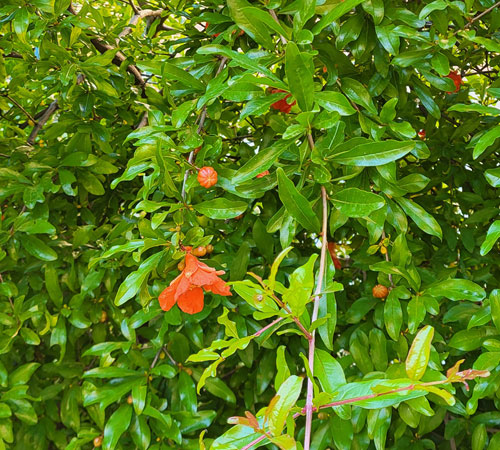 Planta verde con flores rojas