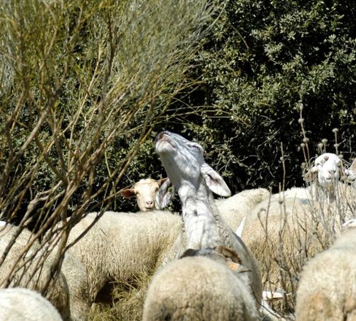 Varias ovejas pastando en la que destaca una sobre las demás con la cabeza alzada y comiendo de un matorral