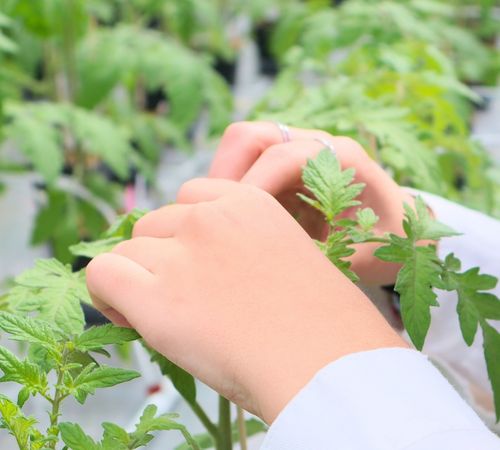 Manos palpando plantas