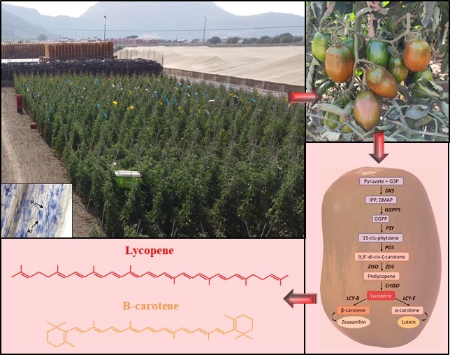 Esquema investigación
