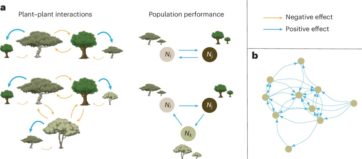 Esquema de interacciones entre plantas