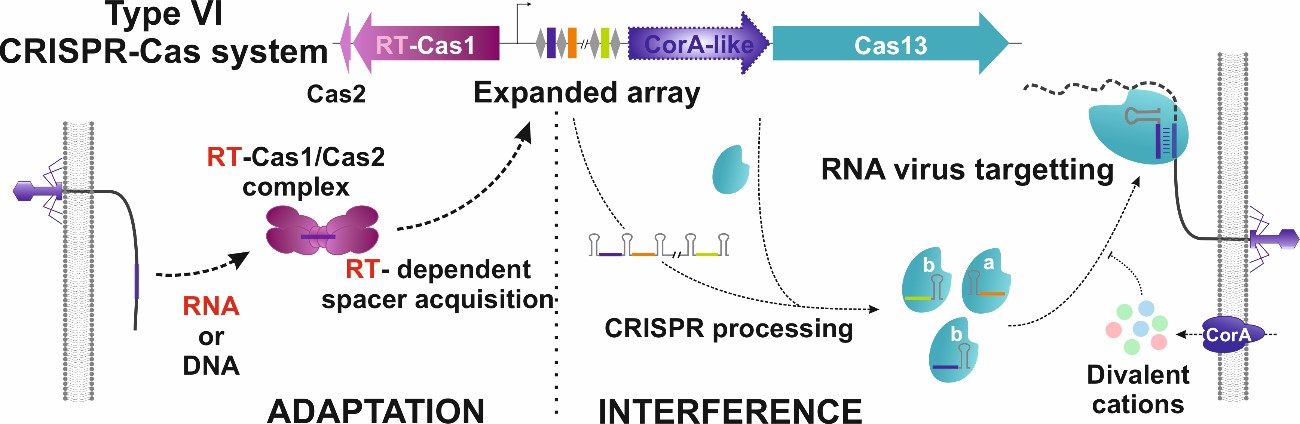 Esquema Adaptación-Interferencia CRISPR-CAS