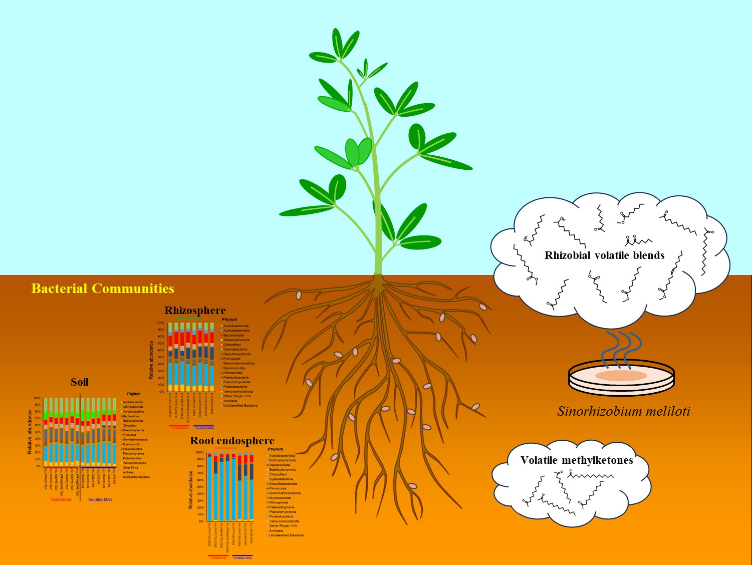 Esquema de comunidades bacterianas