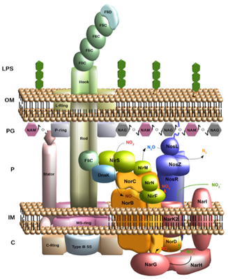 Protein-protein interaction network interlacing the denitrification pathway of Pseudomonas aeruginosa and its flagellar machinery (Borrero de Acuna et al., 2017)