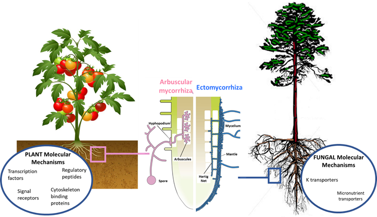 Graphical Abstract
