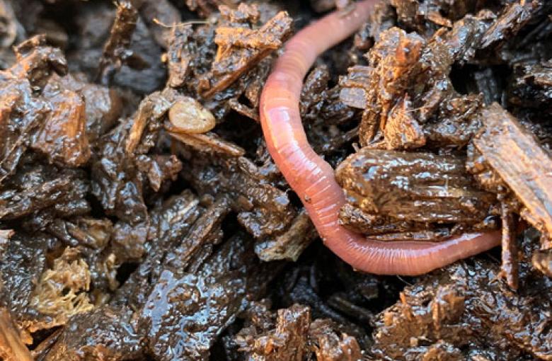 Fondo de compost con una lombriz de color rosado encima