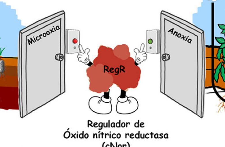 Molecula RegR con brazos y piernas ante dos puertas: izquierda, Microoxia y derecha Anoxia.