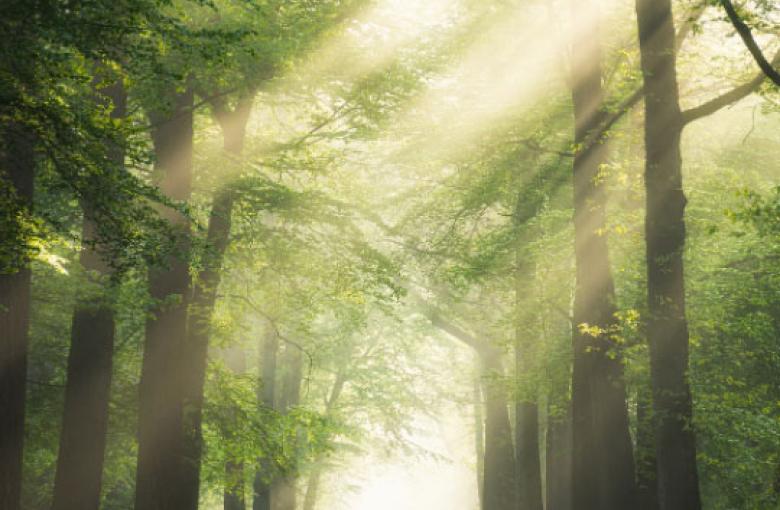 Imagen de arboles en tonos verdes con luz deslumbrante de fondo