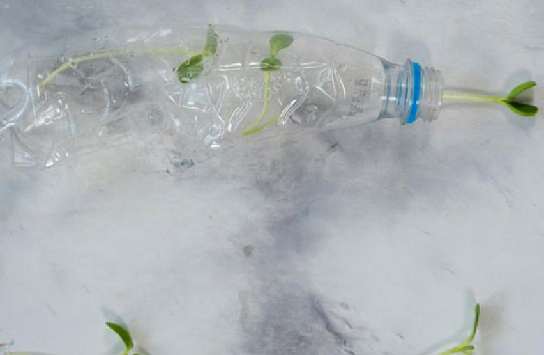 Planta dentro de una botella de plastico