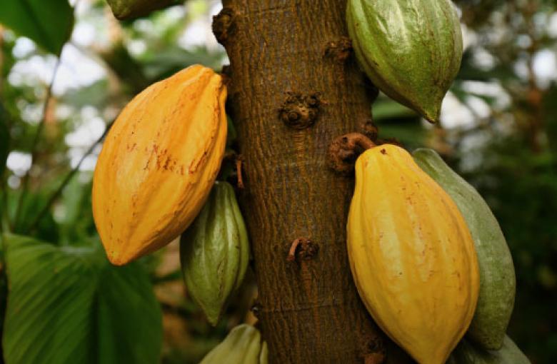 Imagen de planta de cacao con frutos en color amarillo y verde