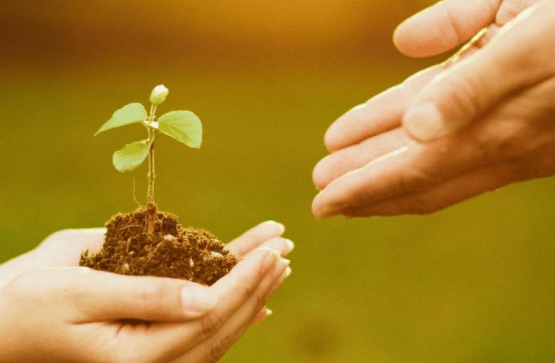 Dos manos juntas sosteniendo tierra con un brote verde y otras dos manos juntas enfrentadas tratando de juntarse