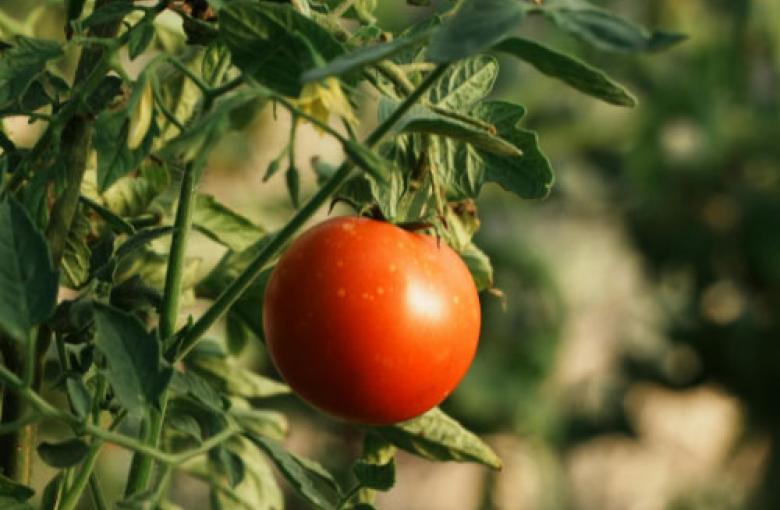 Imagen de tomate rojo en su mata (verde)