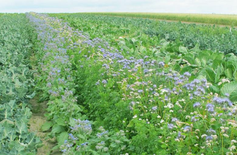 Imagen de campo color verde con flores en color violeta