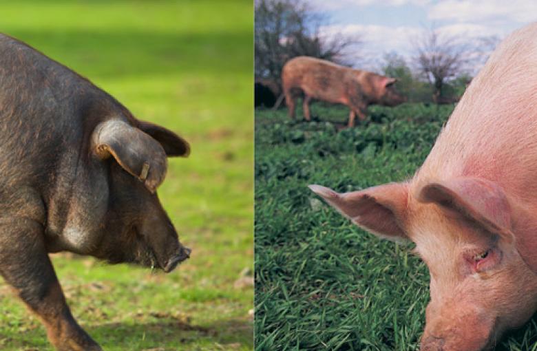 En la izquierda parte delantera (con la cabeza) de cerdo ibérico, color negro, y a la derecha parte delantera (con la cabeza) de cerdo landrace, color rosado