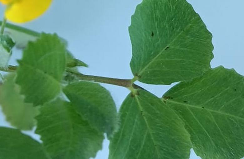 Tallo en horizontal con hojas verdes, sobre fondo azul y con una flor amarilla en la parte izquierda