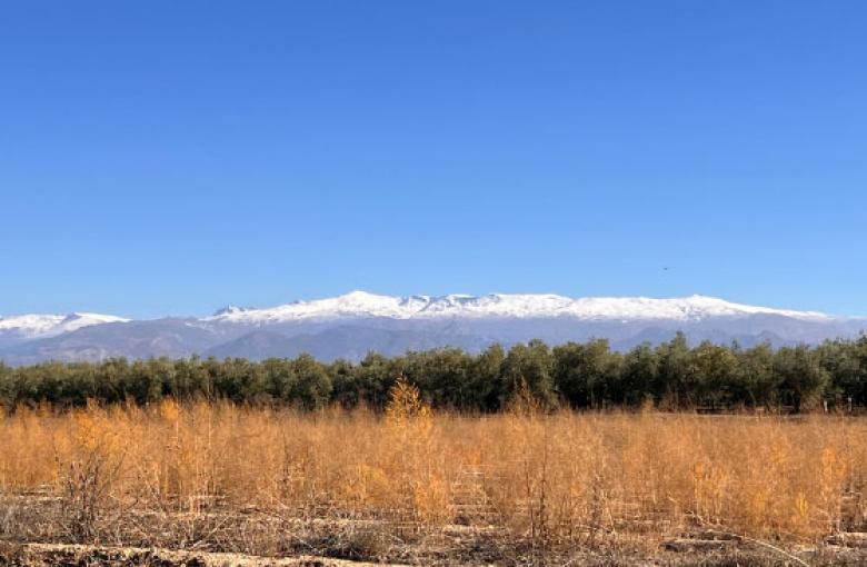 Imagen dividida en 4 capas: abajo plantas color marrón, después árboles verdes, sobre ellos sierra nevada blanca y por encima de todo el cielo azul