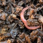 Fondo de compost con una lombriz de color rosado encima