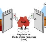 Molecula RegR con brazos y piernas ante dos puertas: izquierda, Microoxia y derecha Anoxia.