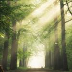 Imagen de arboles en tonos verdes con luz deslumbrante de fondo