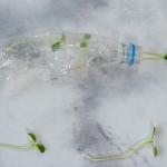 Planta dentro de una botella de plastico