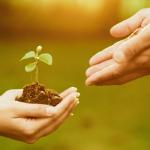 Dos manos juntas sosteniendo tierra con un brote verde y otras dos manos juntas enfrentadas tratando de juntarse