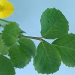 Tallo en horizontal con hojas verdes, sobre fondo azul y con una flor amarilla en la parte izquierda