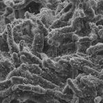Imagen del microscopio de biopolímeros bacterianos