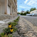 Hilera de plantas saliendo del asfalto, junto al bordillo de una calle