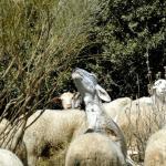 Varias ovejas pastando en la que destaca una sobre las demás con la cabeza alzada y comiendo de un matorral