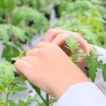 Manos palpando plantas